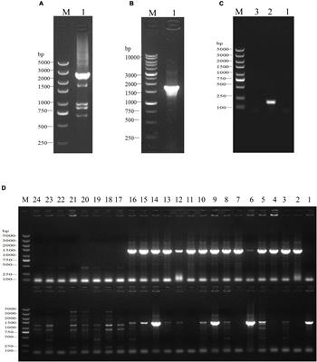 SdiA Enhanced the Drug Resistance of Cronobacter sakazakii and Suppressed Its Motility, <mark class="highlighted">Adhesion and Biofilm</mark> Formation